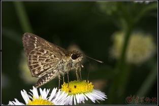 国产采精小蝴蝶,探寻自然之美与科技创新的完美融合